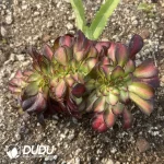 Aeonium Sunset Glow Cristata