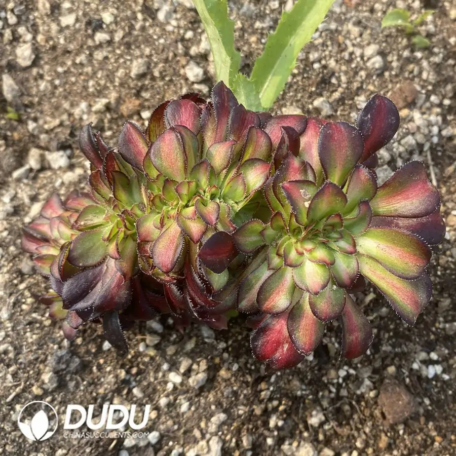 e201-400-1.webp Aeonium Sunset Glow Cristata - Image 1