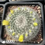 Mammillaria Linda