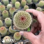 Mammillaria Matuda