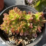 Aeonium Blushing Beauty Cristata