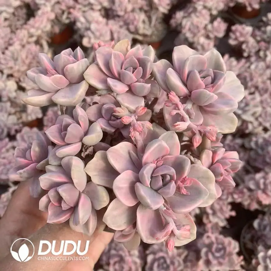 e201-51.webp Graptoveria Mrs Richards/Gypsy Variegated Clustering (Not responsible for broken branches) - Image 1