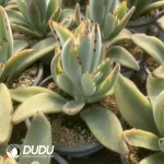 Kalanchoe Tomentosa Variegated