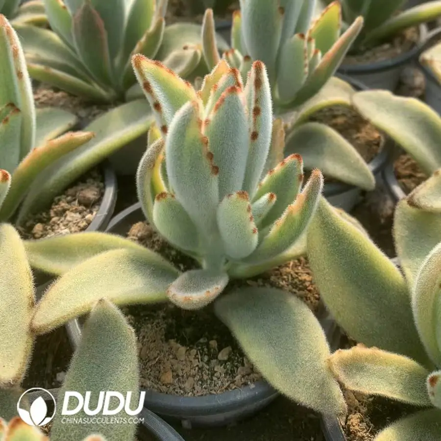 e201-52.webp Kalanchoe Tomentosa Variegated - Image 1