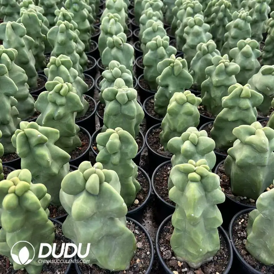 e201-6-2.webp Pachycereus- schottii - Image 1