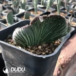 Senecio kleinia Cristata