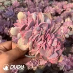 Echeveria Blue Rose Variegated Cristata