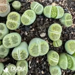 Lithops Green Kiku