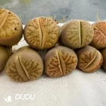 Lithops Line Pomegranate