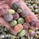 14MM Lithops Mixed 500pcs