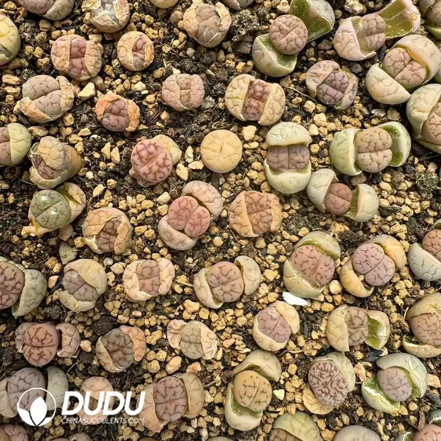 e201-758.webp Lithops Seudotruncatella - Image 1