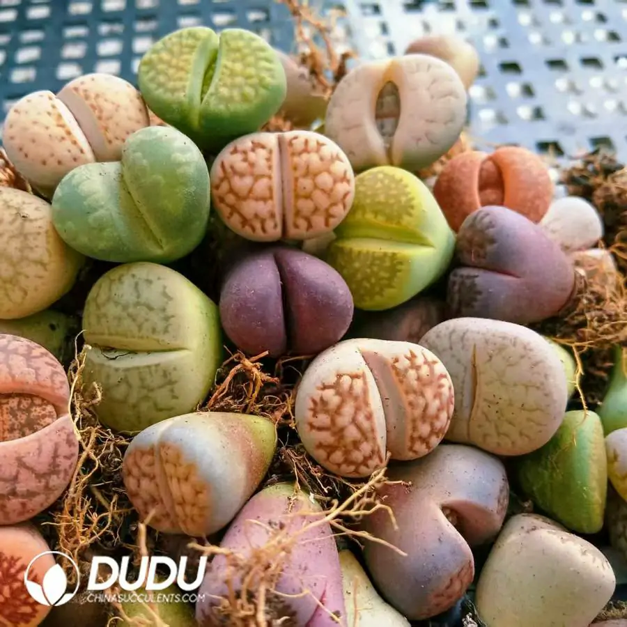 e201-761.webp 11MM Lithops Mixed 500pcs - Image 1