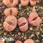 Lithops coleorum C396 Double Head