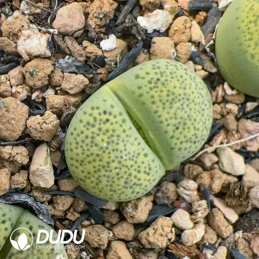 e201-769.webp Lithops Green leopard print - Image 1