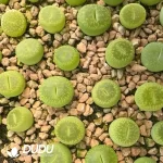 lithops Aucampaie Bellakitty