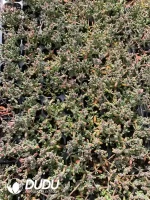 105Pcs/Tray Dicrocaulon Red Leaves Seedlings(Mix & Match 5+)