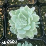 Echeveria  Rasberry Ice Variegated