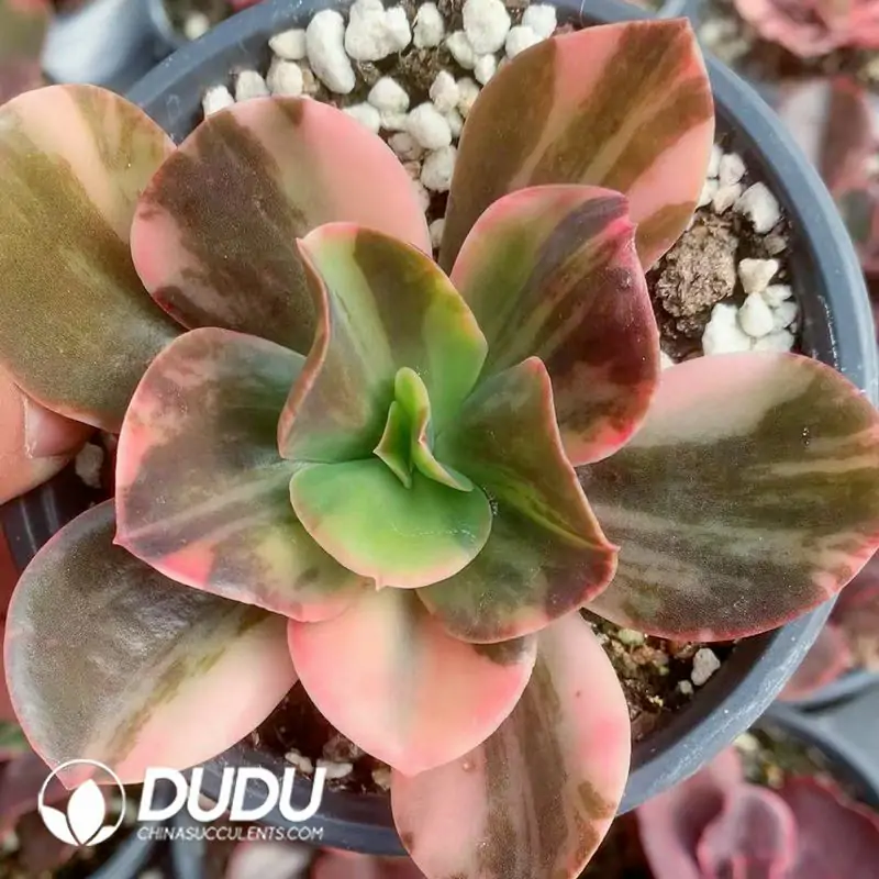 e201-85-1.webp Echeveria Shaviana Variegated - Image 1