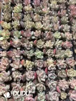 105Pcs/Tray Echeveria Darth Vader Seedlings(Mix & Match 5+)