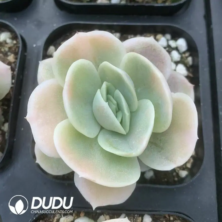 e201-9.webp Echeveria 'Blue Surprise' Varigated - Image 1