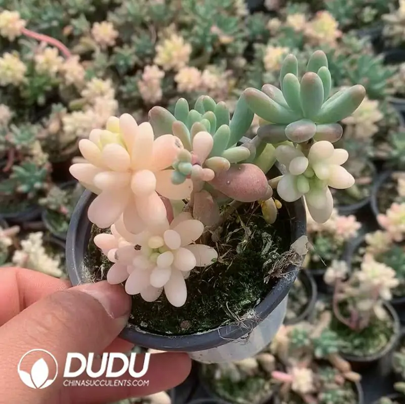 e201-93.webp Sedum pachyphyllum Yin Yang Variegated Clustering (Not Silky) - Image 1