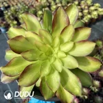 Aeonium Shaohua Clustering