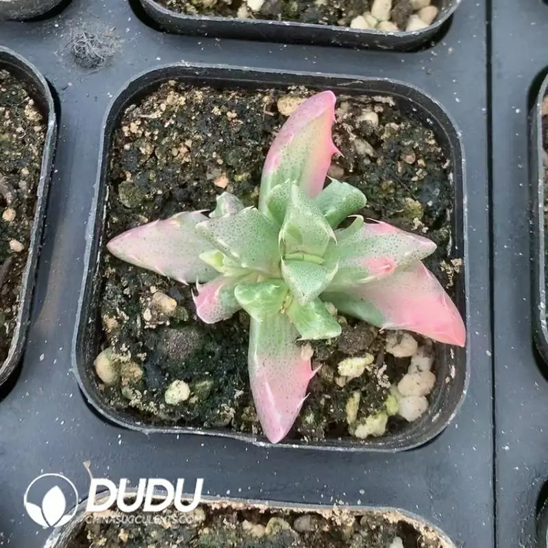 e201-96-1.webp Faucaria four sea waves Variegated - Image 1