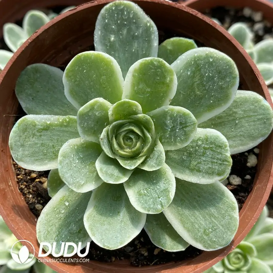 e201-96.webp Aeonium Greenovia Variegated - Image 1