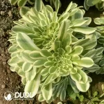 Aeonium Green Bean Paste Cristata