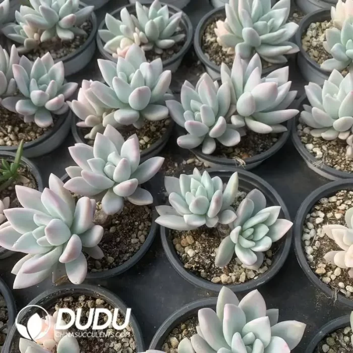 Graptoveria Opalina Variegated Double Head - Image 2