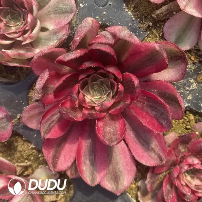 Aeonium Dragon Fruit - Image 2