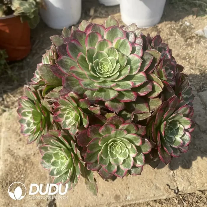 Aeonium Bodhi Clustering/Aeonium Halloween fluorescent Variegated Clustering - Image 2