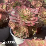 Aeonium Begonia Clustering - Image 2