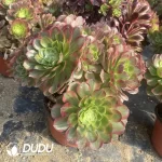300MM Aeonium Halloween White Variegated Clustering - Image 2