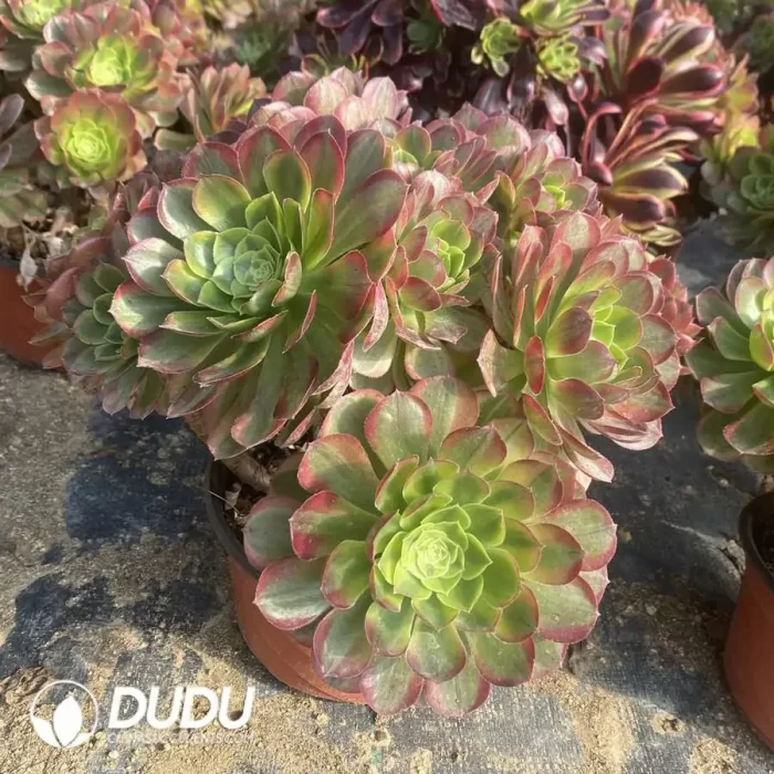 300MM Aeonium Halloween White Variegated Clustering - Image 2