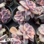 Graptopetalum Purple Delight Variegated Double Head - Image 2