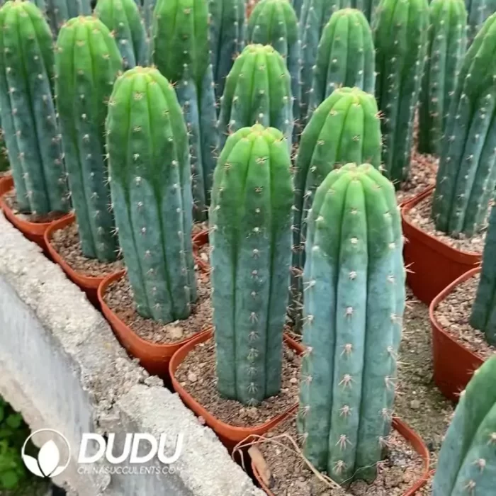 Trichocereus Pachanoi (With root) - Image 2