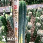 Trichocereus Pachanoi (Without root) - Image 2