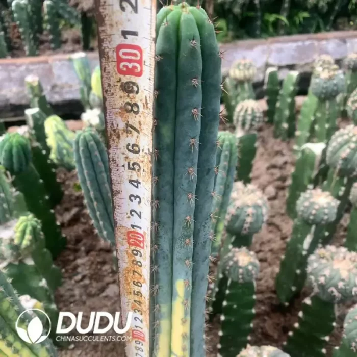 Trichocereus Pachanoi (Without root) - Image 2