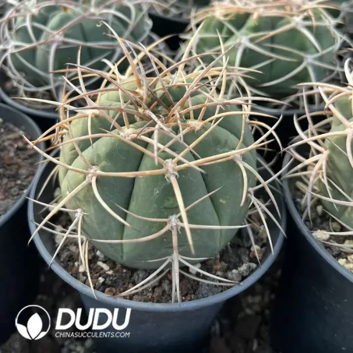 Gymnocalycium Cardenasianum - Image 2