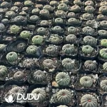 Frailea Big Type - Image 2