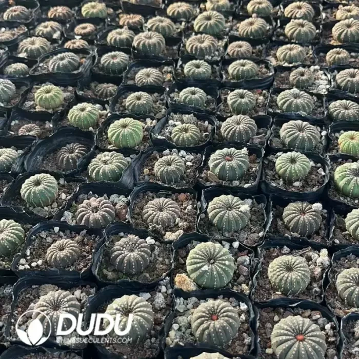 Frailea Big Type - Image 2