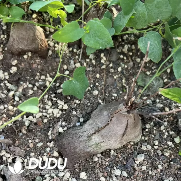 Dioscorea elephantipes (elephant's foot vine ) - Image 2