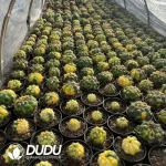 Cactus-Gymnocalycium saglionis (Cels) Britton & Rose Variegated - Image 2