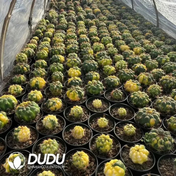 Cactus-Gymnocalycium saglionis (Cels) Britton & Rose Variegated - Image 2