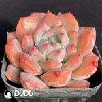 Echeveria Snow Melanie - Image 2