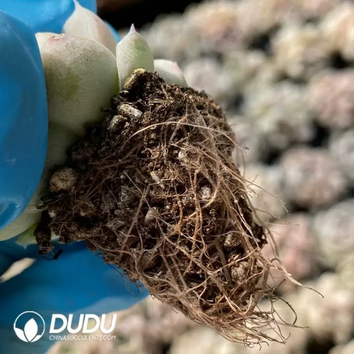 105Pcs/Tray Echeveria Moon God Seedlings(Mix & Match 5+) - Image 2