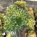 Aeonium 
gorgeous sun umbrella 
Big Clustering - Image 2