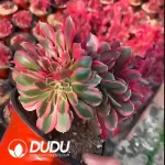 Aeonium 
Pink Witch Cristata - Image 2