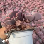 Echeveria Rain Drops Variegated Double Head - Image 2